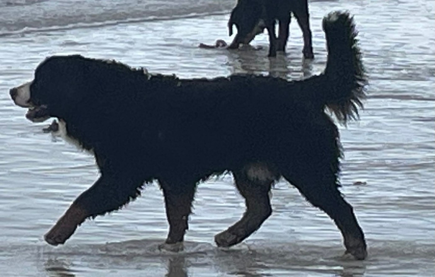 Publication : De La Baie De Sienne 