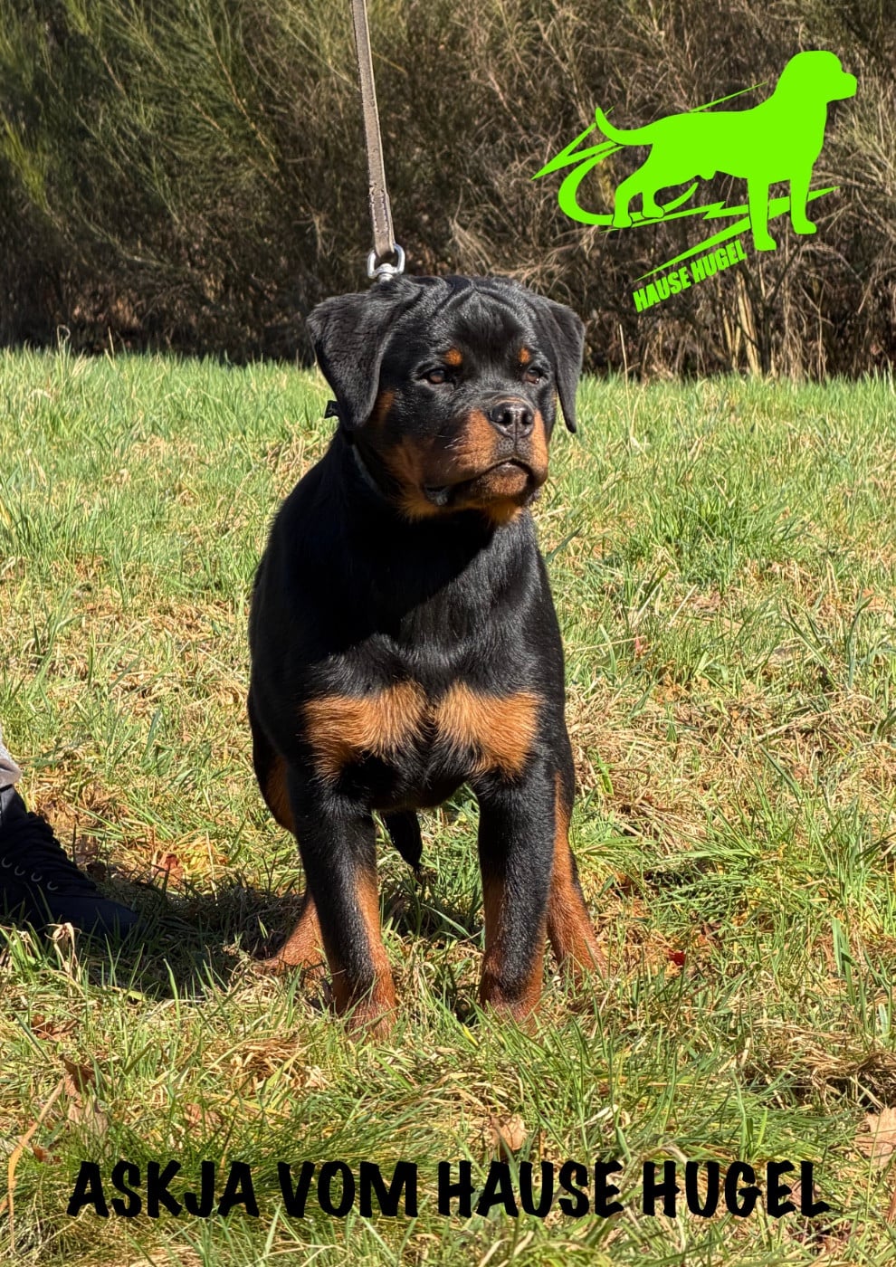 Publication : Vom Hause Hugel