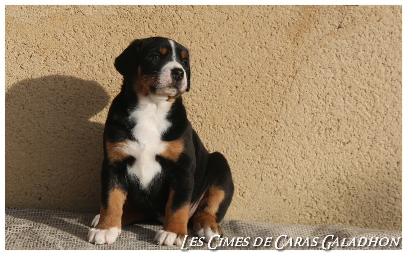 Publication : Des cimes de caras galadhon 