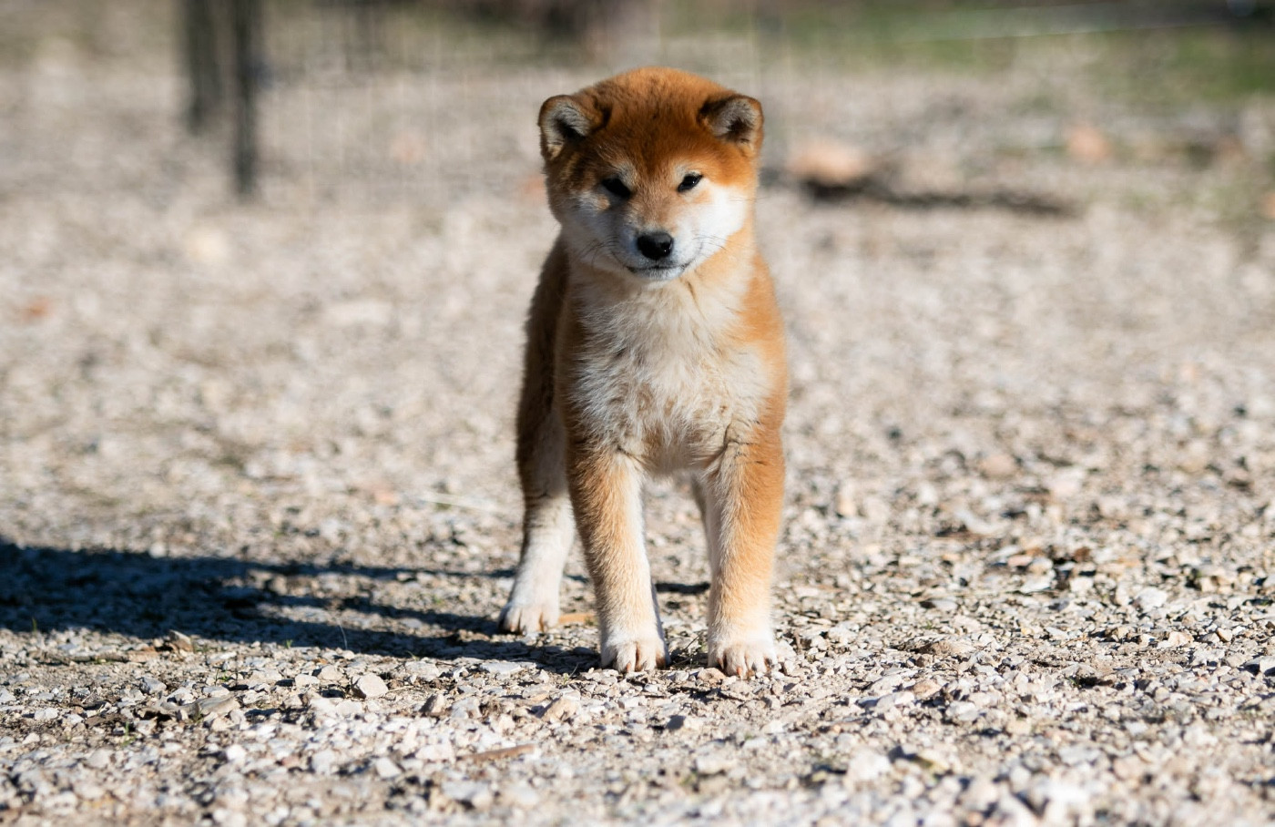 Publication : Go Metella Kensha 