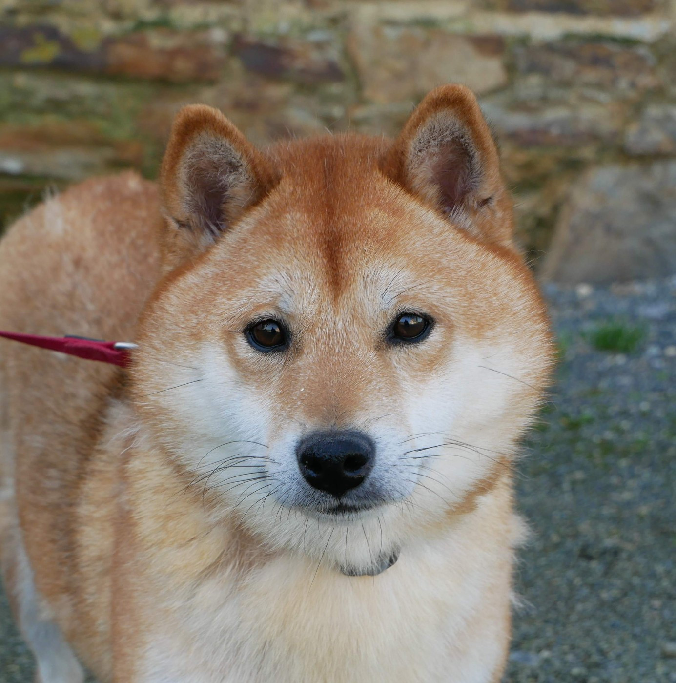 Publication : De La Source Des Rochettes 