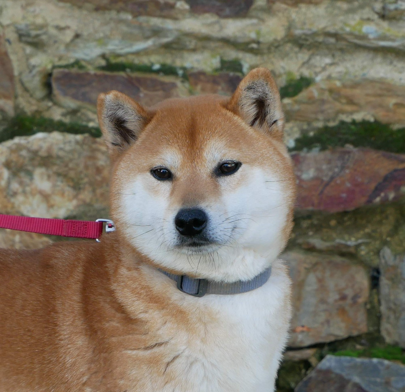 Publication : De La Source Des Rochettes 