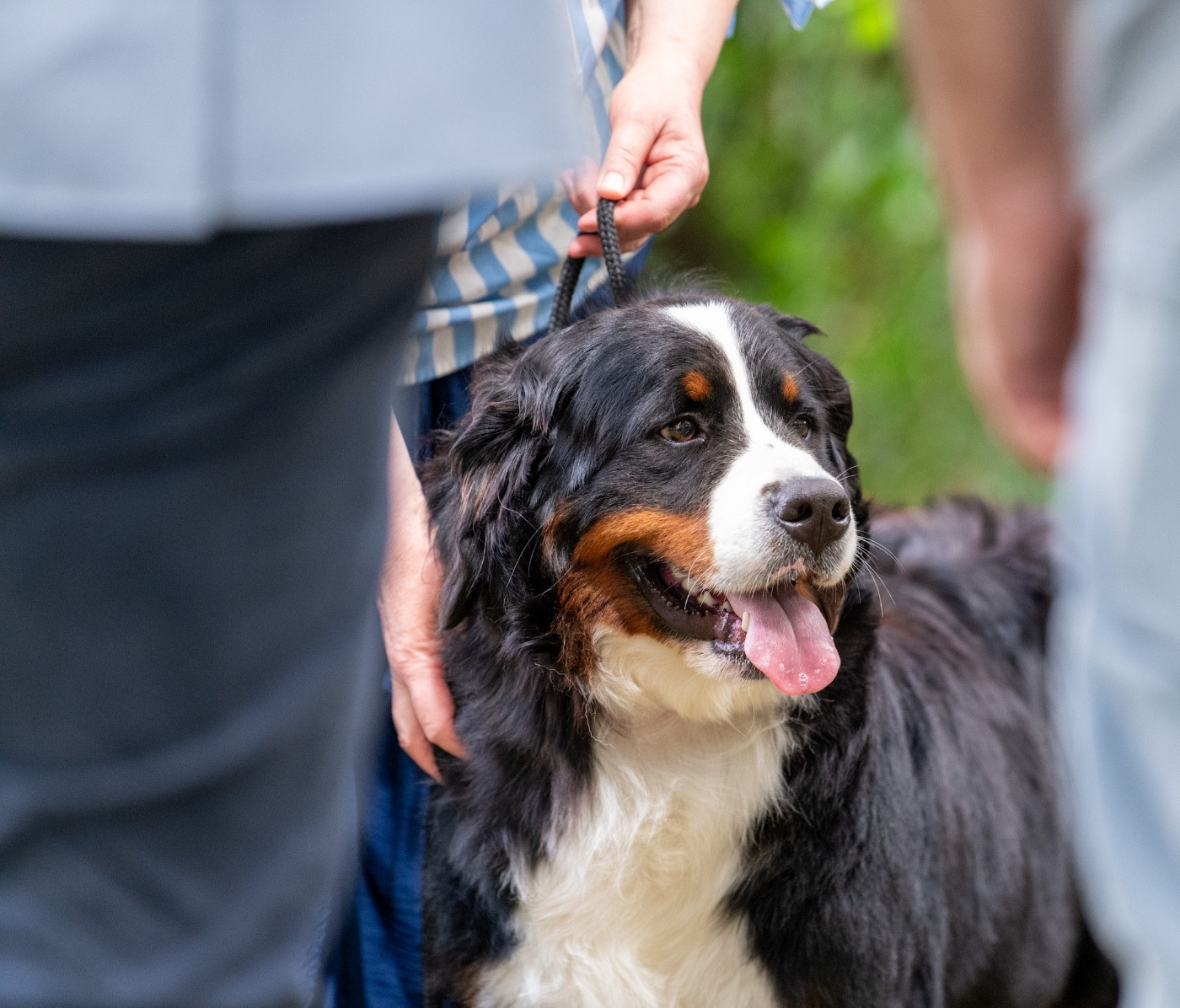 Publication : des Elfes Du Vent Auteur : V. Alais