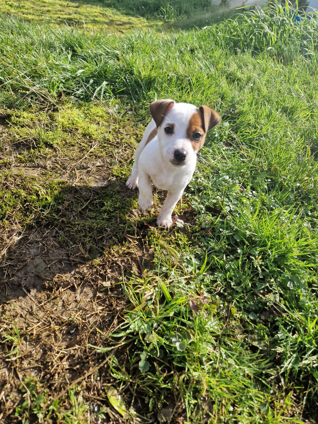 Publication : De La Colombe Martiniquaise 