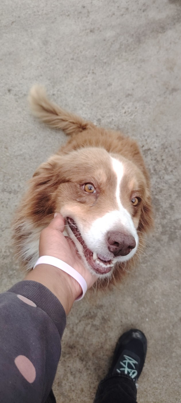 Publication : Protectores Of Dreams 