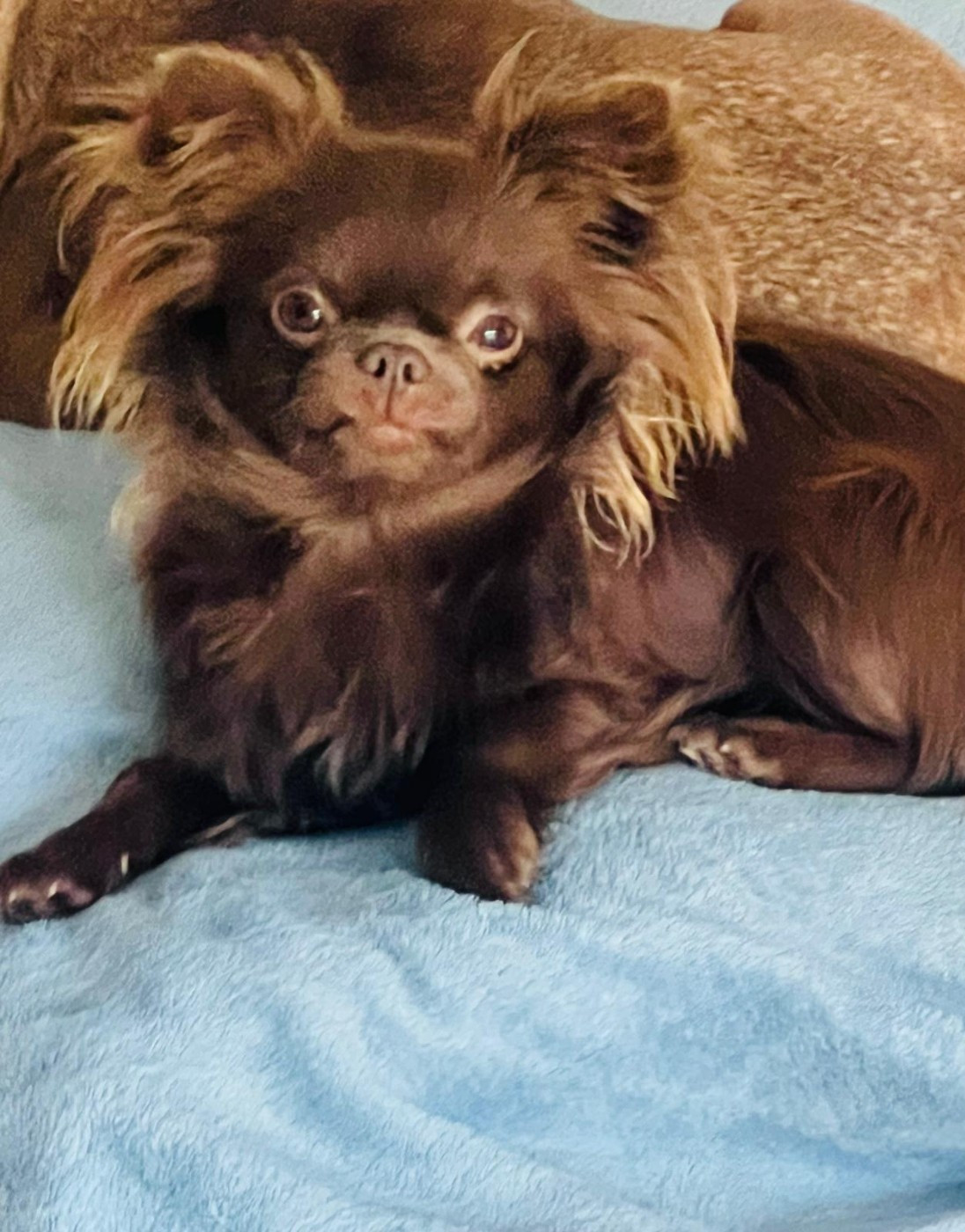 Publication : The Kingdom Of The Little Red Kings 