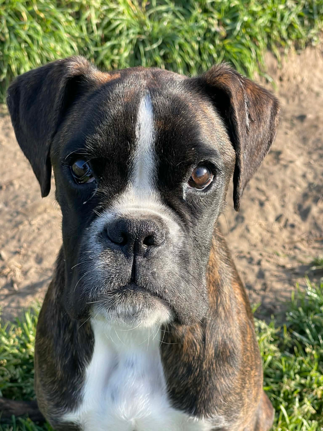 Publication : Des Fidèles Compagnons d'Uxen Auteur : Stéphanie Bourbon