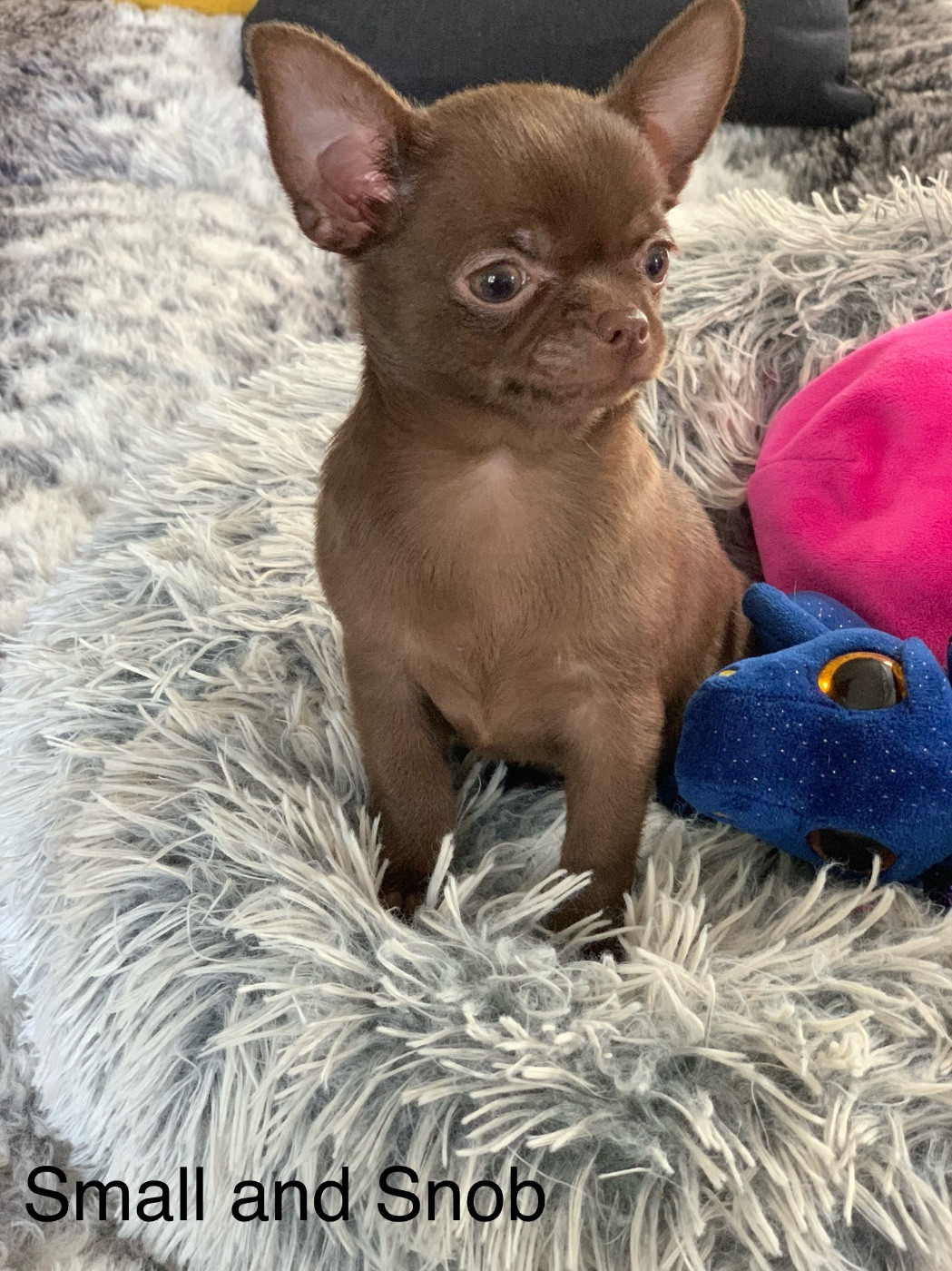 Publication : Small And Snob