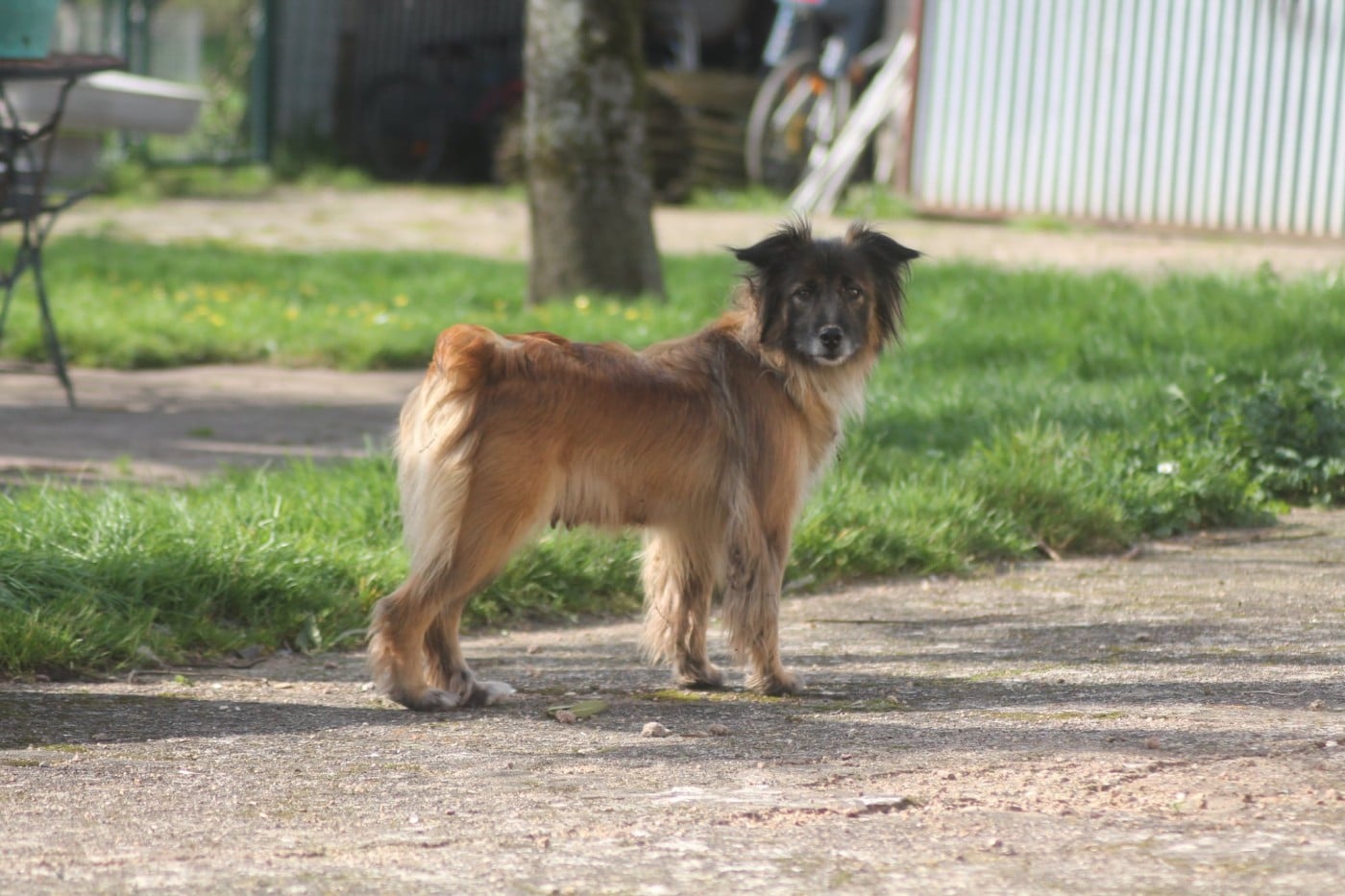 Publication : Des Chemins D'Or Et De Granit Auteur : BRABANT Emmanuelle