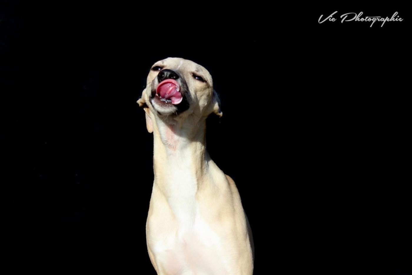 Ulybelle Du domaine belle rose