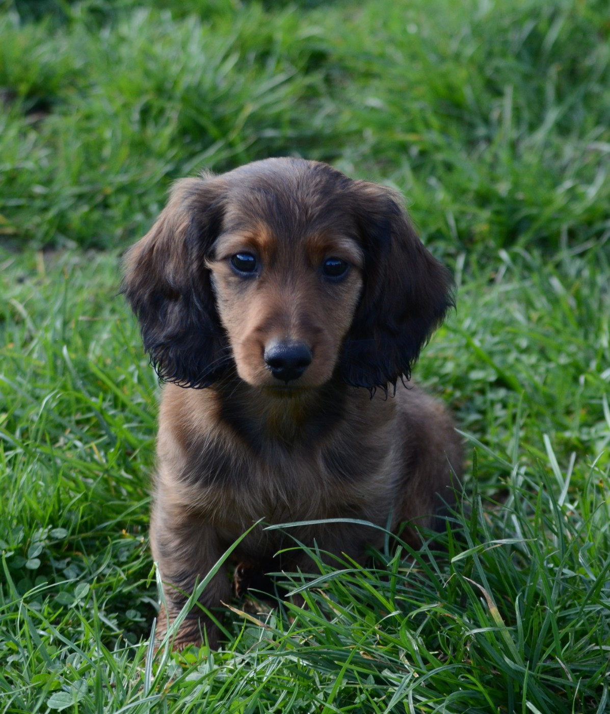 Publication : des lutins de Cassiopée 