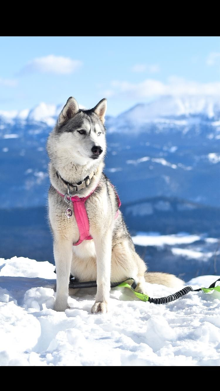 Requiem For A Dream Of Moonlight's Rhapsody