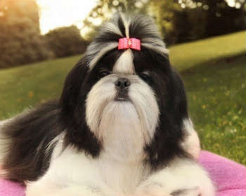 Publication : Des Trésors De Tanhankara