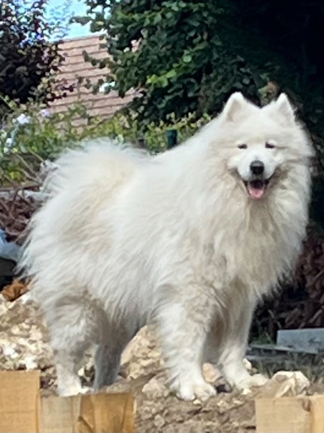 Publication : Captain Harlock