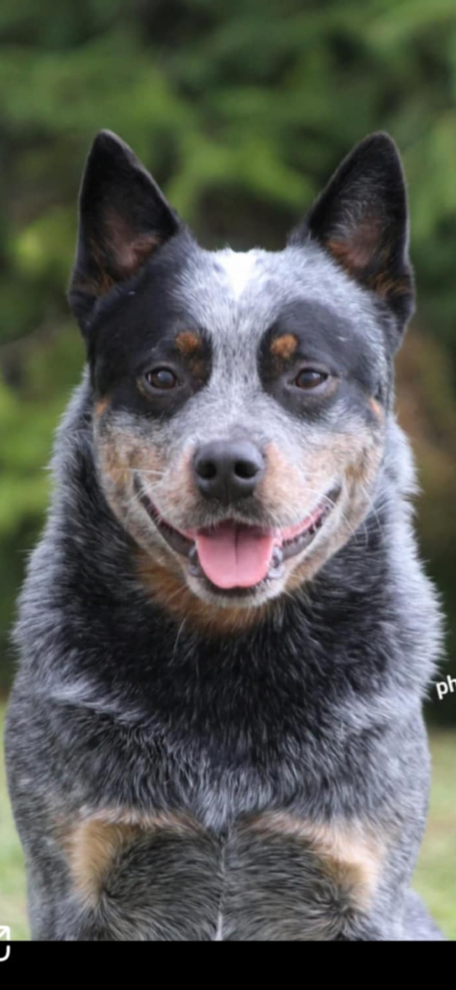 Publication : du mont de la Nonnenhardt 