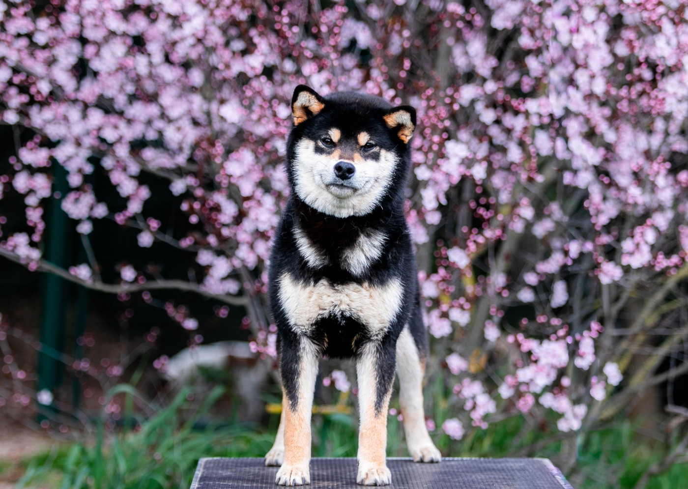 Publication : du Bois de Compiègne 