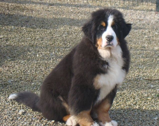 Publication : du royaume des reves