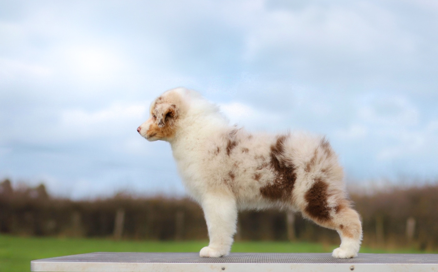 Publication : Of Truest Desire 