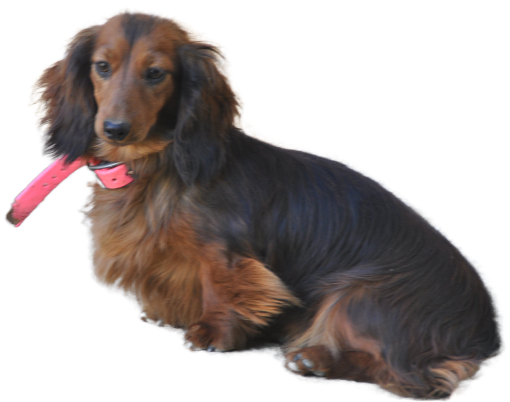 Publication : Du Souvenir De Tootsie 