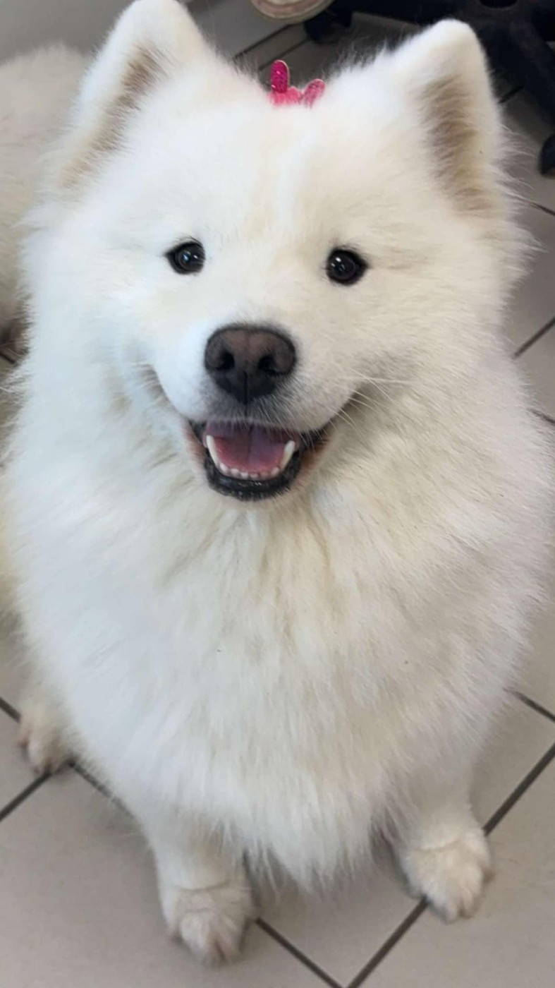 Publication : Des Etoiles D'Orens 