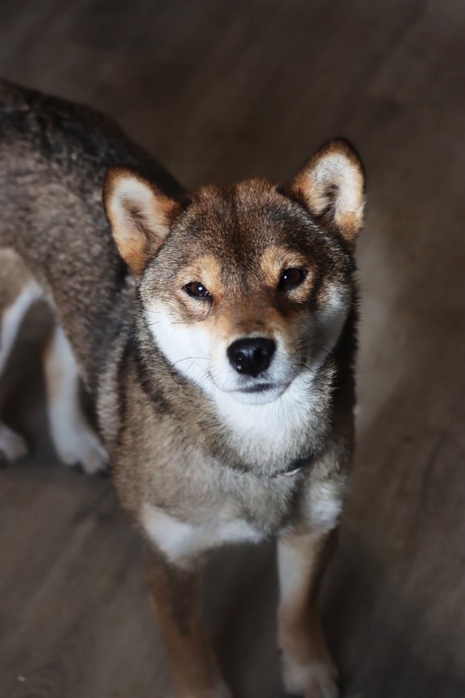 Publication : mangetsu no yoru