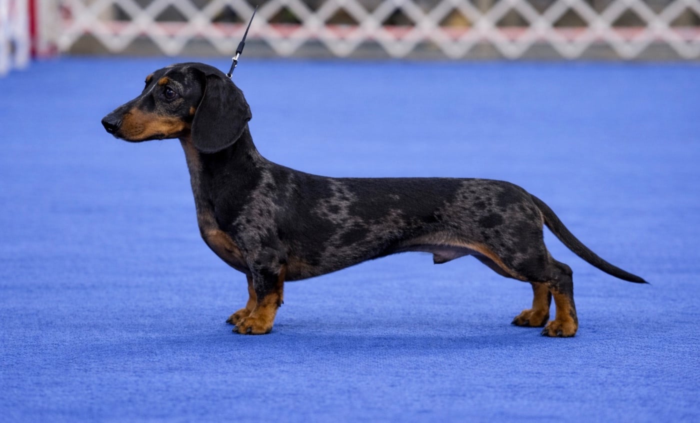 Publication : Du Royaume D'exquise