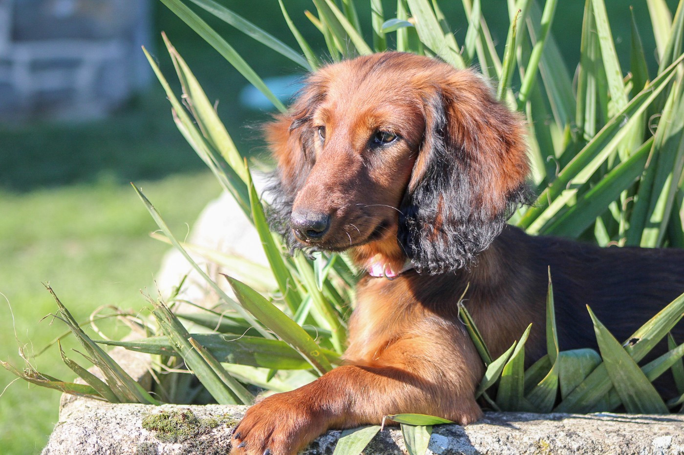 Publication : Of Vanook's Garden 