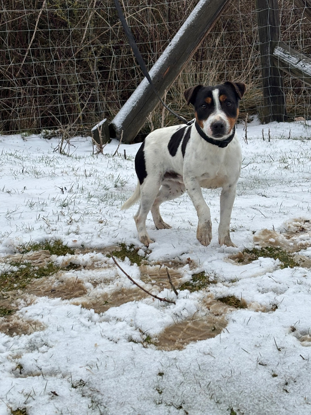 Publication : De La Fount D'Argent 