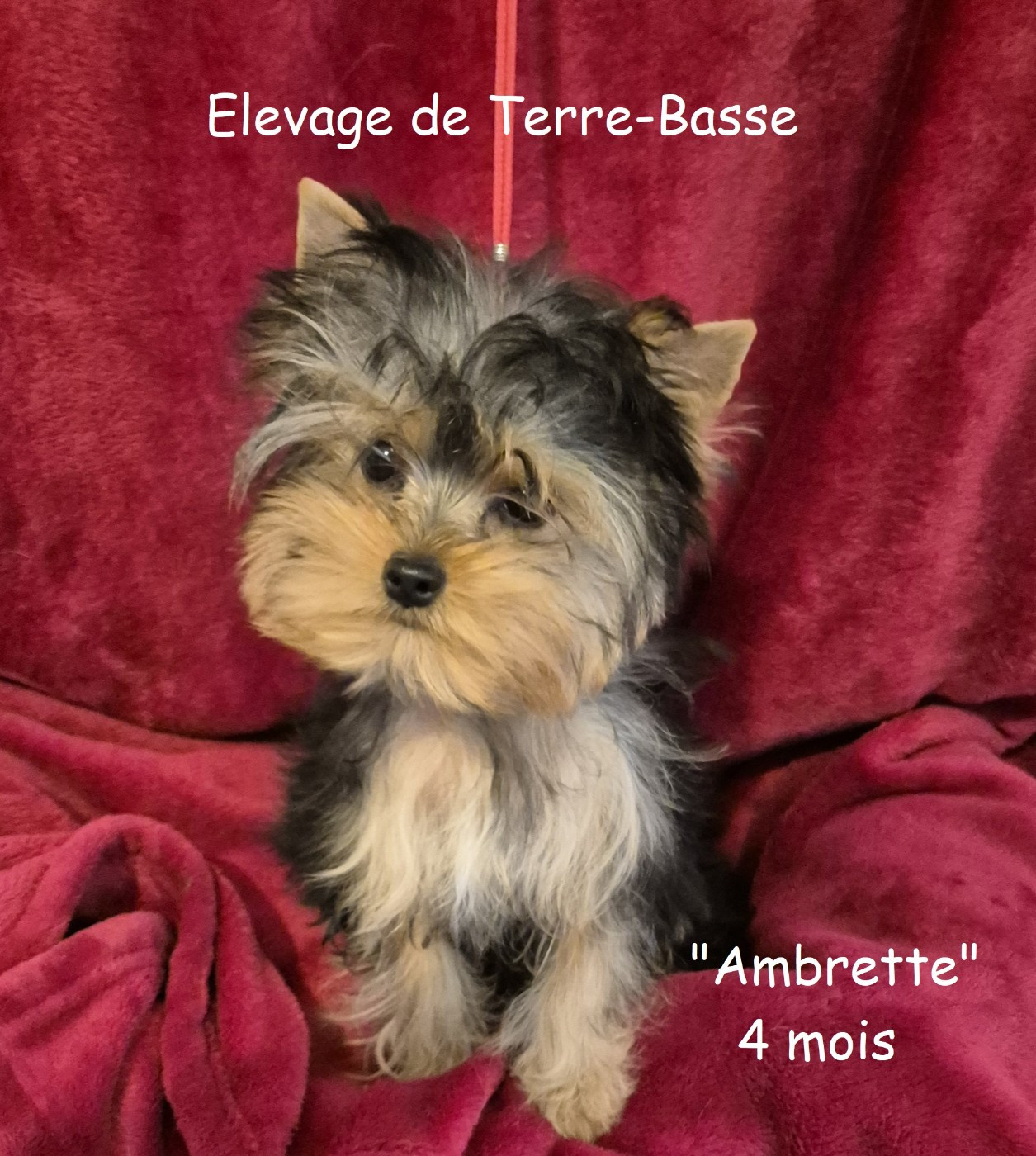 Publication : de terre basse 