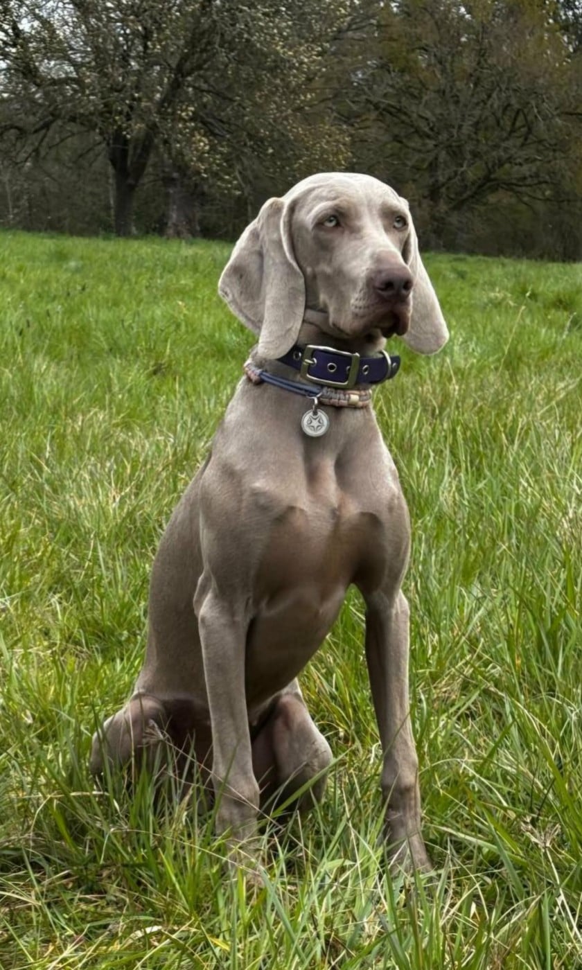 Publication : Balboa Sylver