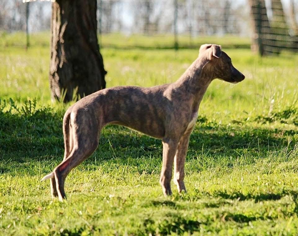 Publication : Des Précieux Rubis 