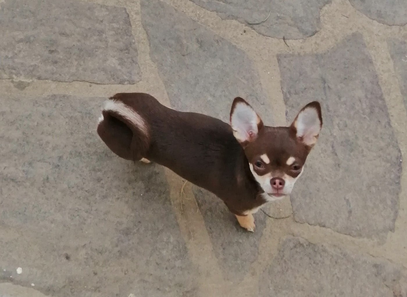 Publication : Du Moulin Des Petits Gringos