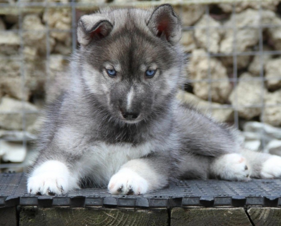 Publication : Spirit Of The Wind's 