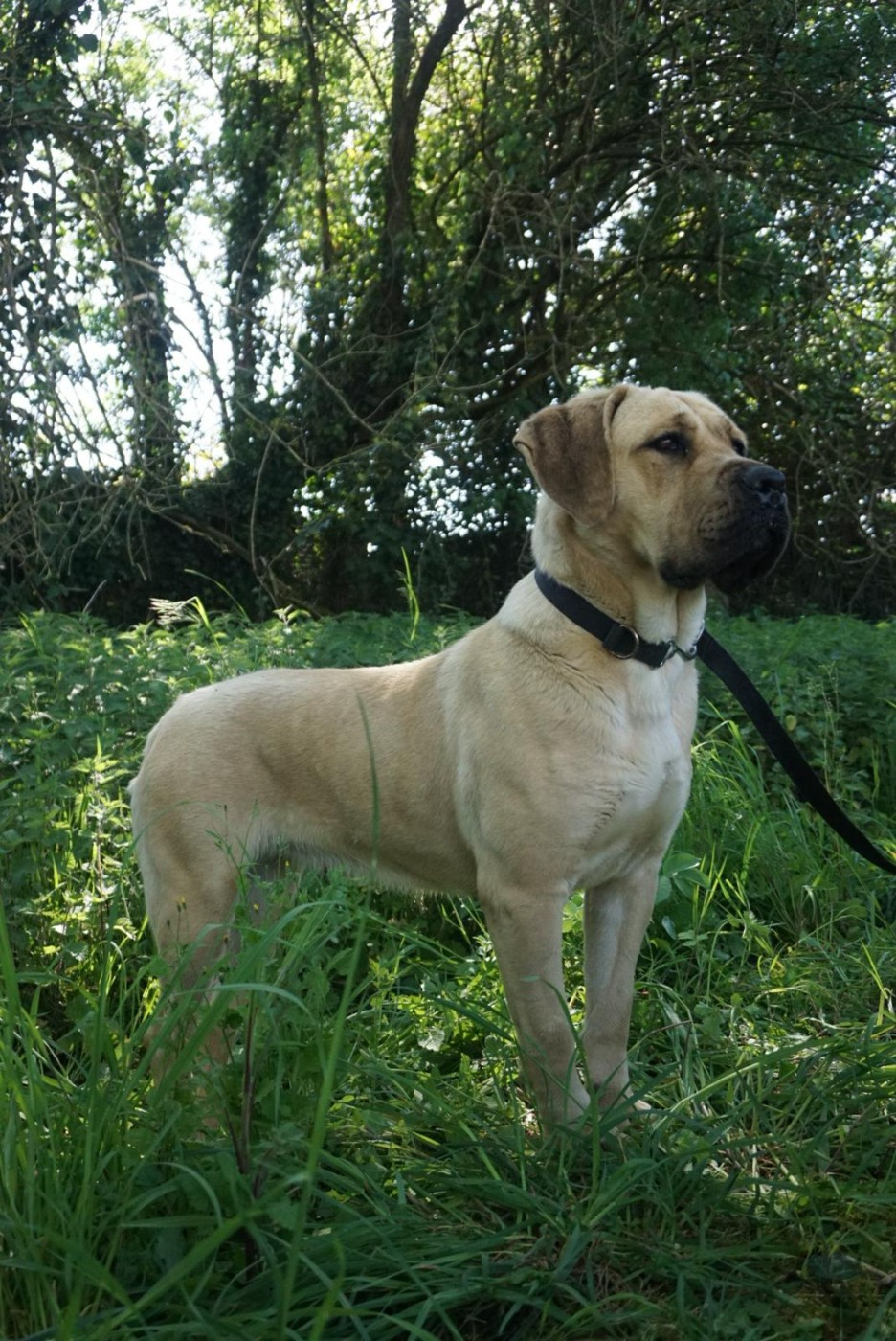 Publication : Protectores Of Dreams 