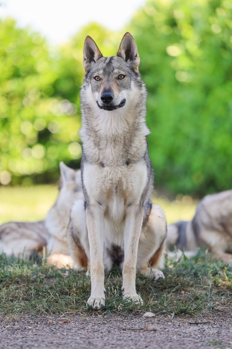 Publication : The Ending Of Hell Wolves Auteur : The ending of hell Wolves