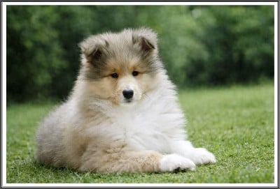 Étalon Colley à poil long - Akuna Matata du bois des amazones