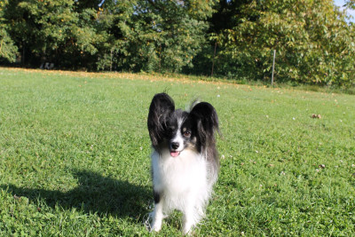 Étalon Epagneul nain Continental (Papillon) - Universe fairy tale (Nala) Des Rivages De Numenor