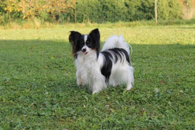 Étalon Epagneul nain Continental (Papillon) - CH. Victoria Virgule De La Nébuleuse De Clochette
