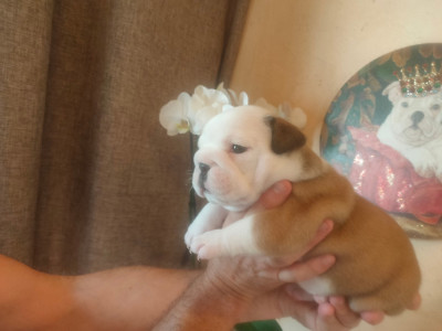 Étalon Bulldog Anglais - Aglaé Of Carlibull