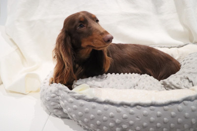 Étalon Teckel poil long - Grant Lebl KHALVA