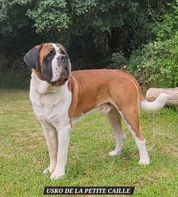 Étalon Chien du Saint-Bernard - CH. usko de la petite caille Abbaye De Noirlac
