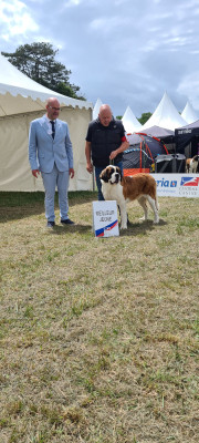 Étalon Chien du Saint-Bernard - venice beach du pic de la belle étoile