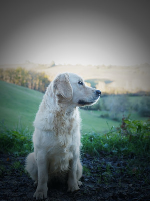 Étalon Golden Retriever - Very Precious Girl de la rivière d'opale