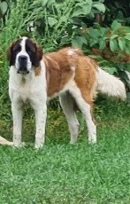 Étalon Chien du Saint-Bernard - No Limit Girl vom baronenschloss