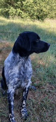 Étalon Epagneul Breton - Vayan De La Mordoree De Puisaye