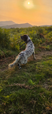 Étalon Setter Anglais - Voyoute De Lori Des Pignotes