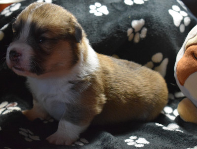 Étalon Welsh Corgi Pembroke - Alexandre le Grand De Mendiburua