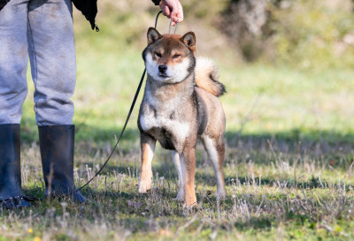 Étalon Shiba - Konokou go bangaichisou