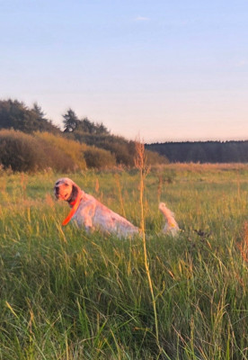 Étalon Setter Anglais - Vane Du Haut De Basaburu