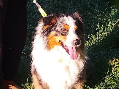 Étalon Berger Australien - Tibulloo Du Haras De La Toison D'Or